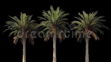 棕榈树在风中。 有阿尔法频道。 编解码器-PNG阿尔法。 美丽的夏天循环的背景。